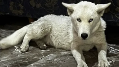 Allanamiento narco con sorpresa: Hallaron un cachorro de lobo blanco atado en el patio