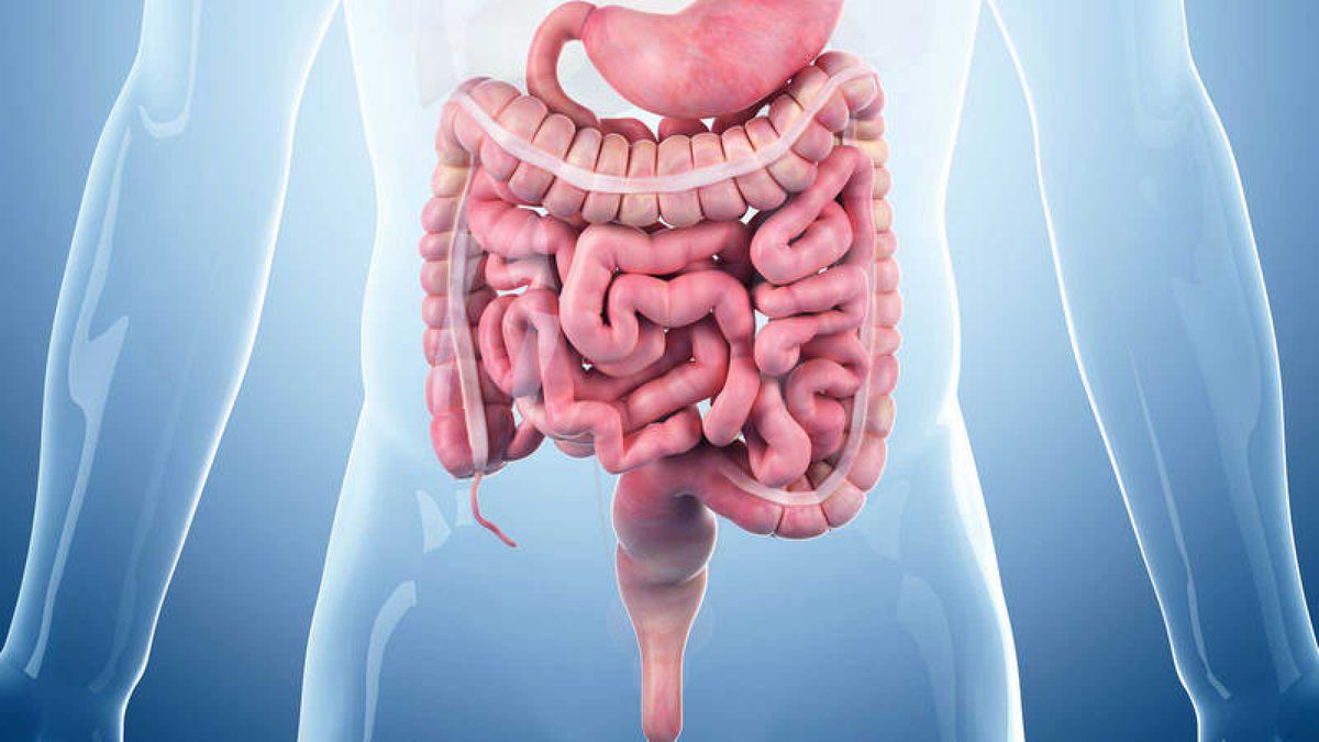 Tracto gastrointestinal. Su trabajo permite a los organismos mantener un suministro energético homeostático determinado por un mecanismo que modula la ingesta y el gasto energético, así como la frecuencia de consumo. Este suministro es fundamental para la regulación del apetito y del peso corporal.