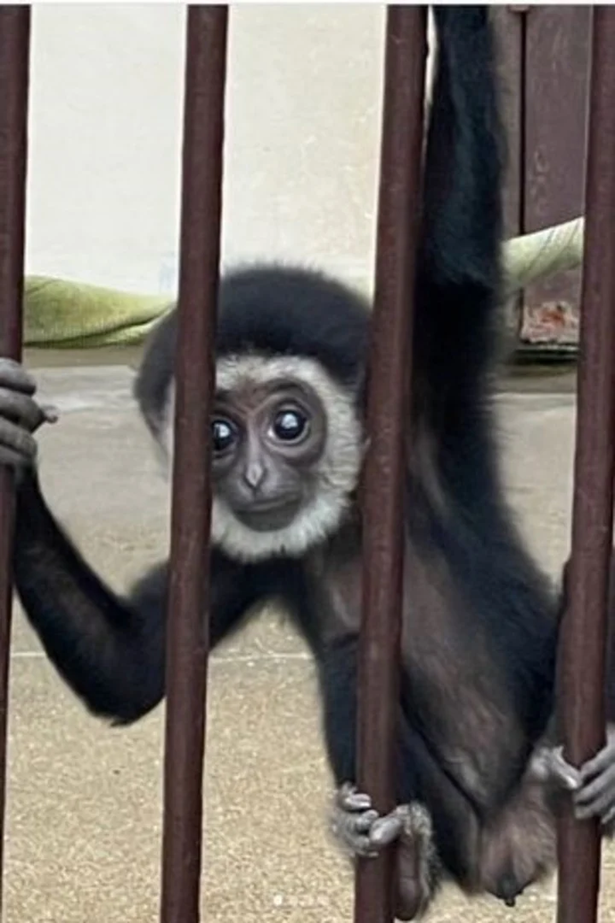 monos marinos embarazadas dando a luz