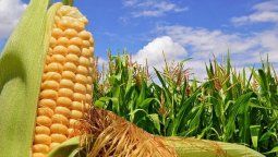 altText(Campo: El maíz se planta mejor y podría ser la estrella de la campaña 25/26)}