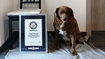 Récord Guinness: Bobi el perro más viejo del mundo cumple 31