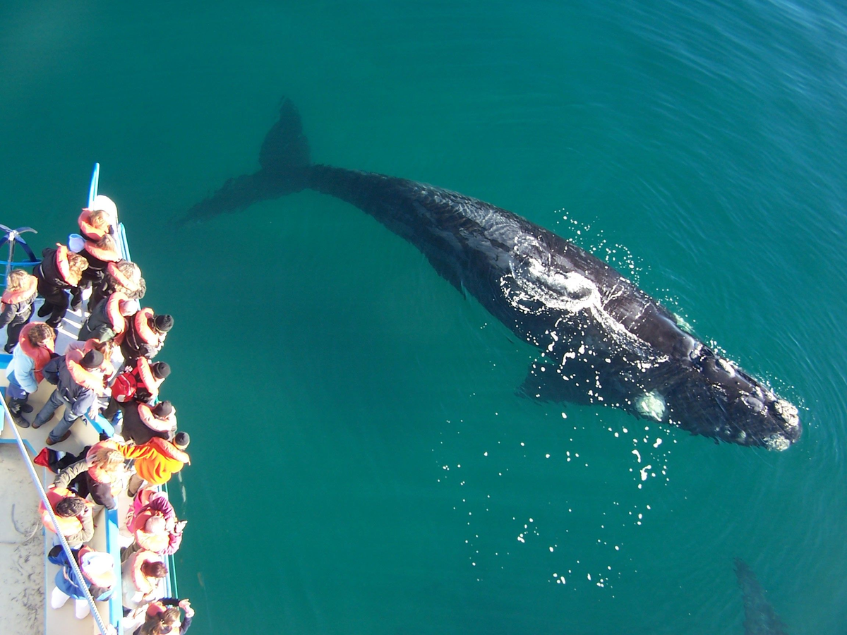 Desde los botes se puede tener a las ballenas muy cerquita, una experiencia inolvidable. Foto: