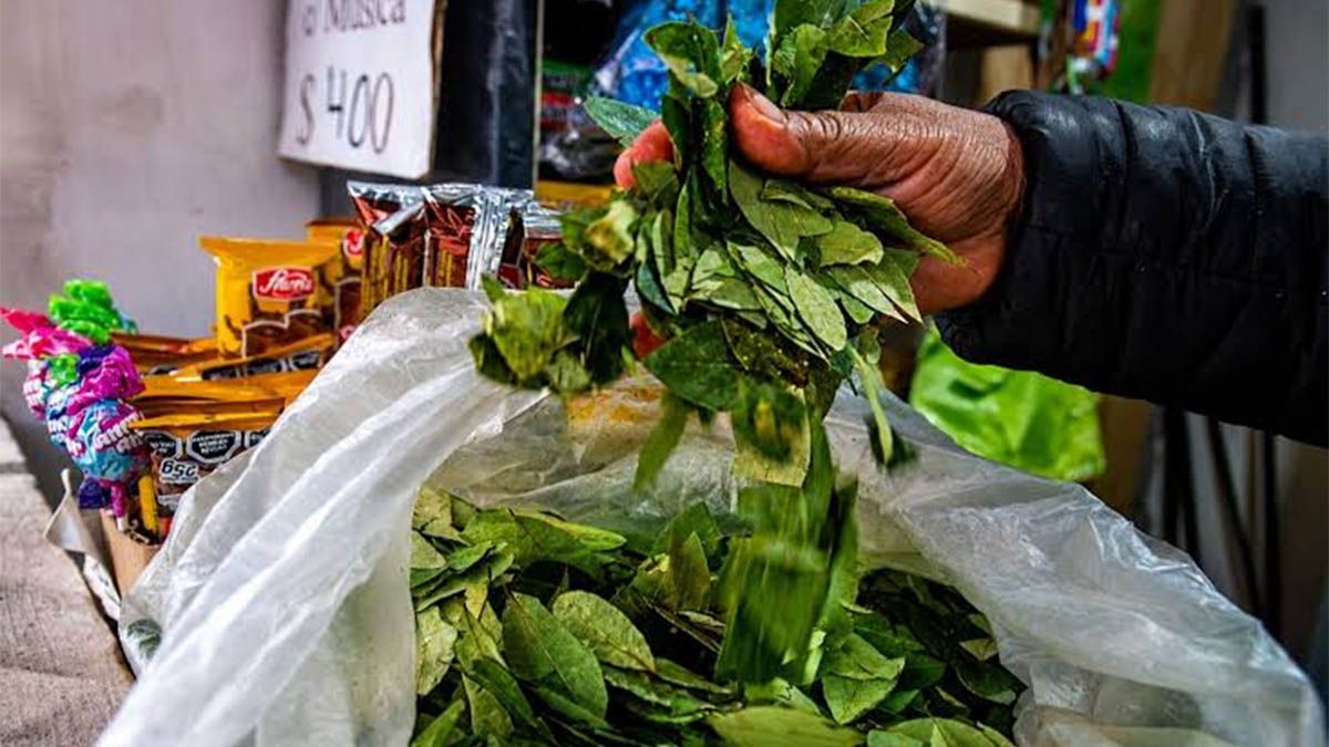 Los diputados nacionales Jorge Rizzotti y María Inés Zigarán impulsan un proyecto de ley para legalizar las hojas de coca en Jujuy y Salta. Los diputados nacionales Jorge Rizzotti y María Inés Zigarán impulsan un proyecto de ley para legalizar las hojas de coca en Jujuy y Salta.