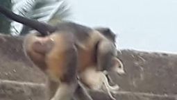 altText(India: Monos habrían matado a 250 cachorros por venganza)}