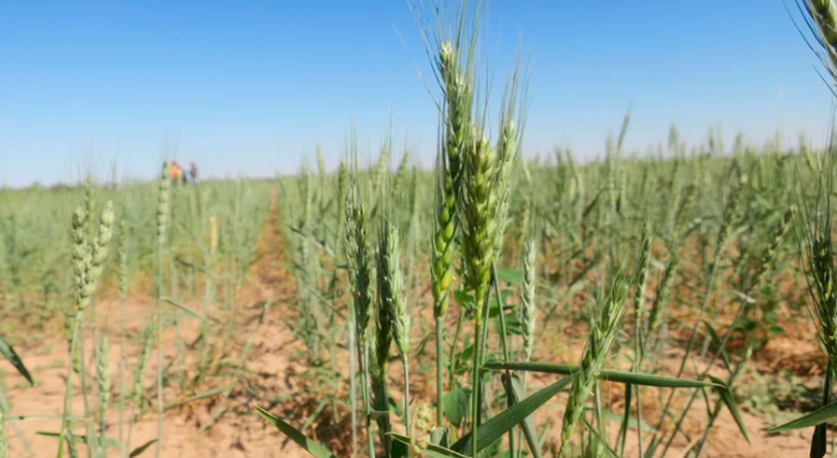 El trigo es el cultivo más afectado por la falta de lluvias. "La situación del trigo sembrado ya es desesperante", afirman desde el campo.