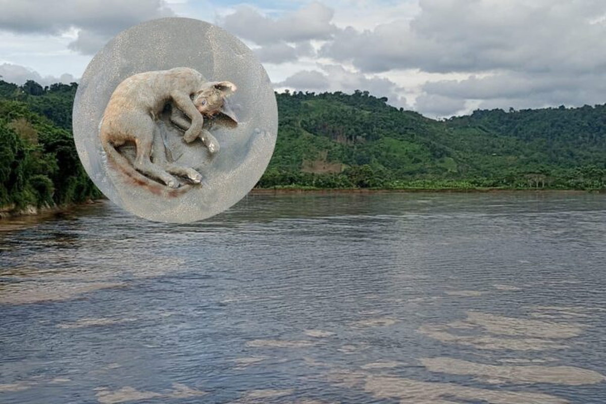 Animales de compañía también sufren por el derrame de crudo en Esmeraldas. | Foto: redes Animales de compañía también sufren por el derrame de crudo en Esmeraldas. | Foto: redes