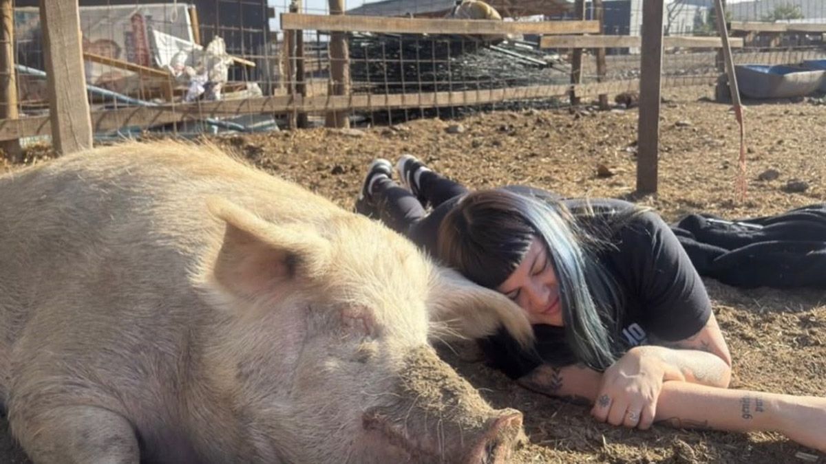 El Día Mundial del Veganismo se celebra todos los 1 de noviembre de cada año y América Latina ya tiene nuevas leyes en Colombia, Brasil y México. El Día Mundial del Veganismo se celebra todos los 1 de noviembre de cada año y América Latina ya tiene nuevas leyes en Colombia, Brasil y México.