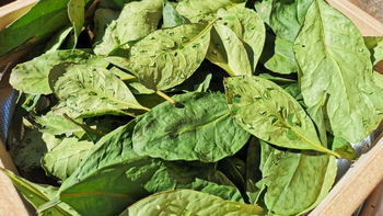 Malestar: Productores pidieron