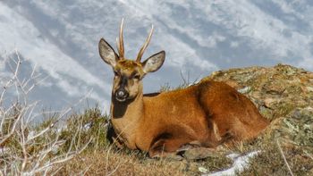Dìa Mundial de los Animales. En la Argentina, el huemul en extinción. Dìa Mundial de los Animales. En la Argentina, el huemul en extinción.