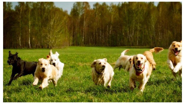 Ahora la carrera es por los perros detectores de Covid-19