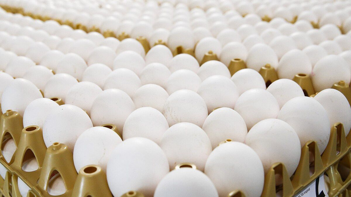 Los Bancos de Alimentos Argentina y CAPIA firmarán un acuerdo para la donación de 700.000 huevos en todo el país. Los Bancos de Alimentos Argentina y CAPIA firmarán un acuerdo para la donación de 700.000 huevos en todo el país.