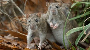 Alerta sanitaria en Rosario: El hantavirus circula y piden extremar cuidados