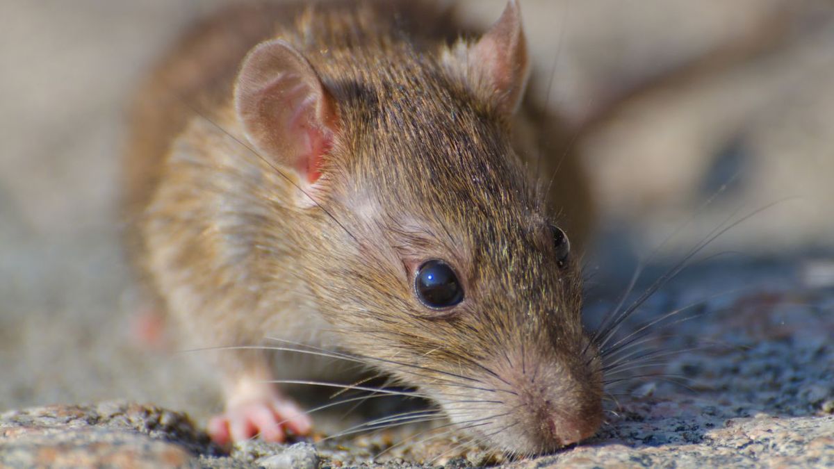 La transmisión del hantavirus al ser humano ocurre principalmente a través de roedores silvestres. La transmisión del hantavirus al ser humano ocurre principalmente a través de roedores silvestres.