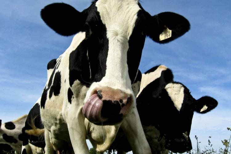 Tamberos argentinos en crisis, en el Día Mundial de la Leche.-