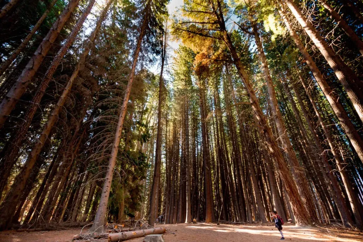 El antiguo vivero de coníferas es un rincón para conectar con la naturaleza en la isla.