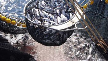 Industria pesquera en alerta naranja. Industria pesquera en alerta naranja.