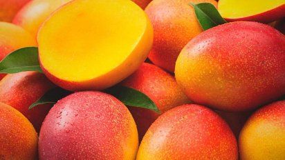 Contra la diabetes, hojas de mango