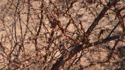 Lajusticia de Salta inspeccionó el pozo petrolero de Lomas de Olmedo delMunicipio de Pichanal por fluidos y gases tras la denuncia de Greenpeace. Lajusticia de Salta inspeccionó el pozo petrolero de Lomas de Olmedo delMunicipio de Pichanal por fluidos y gases tras la denuncia de Greenpeace.