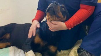 Nuevo proyecto en el Congreso: Quieren prohibir que los maltratadores vuelvan a tener mascotas