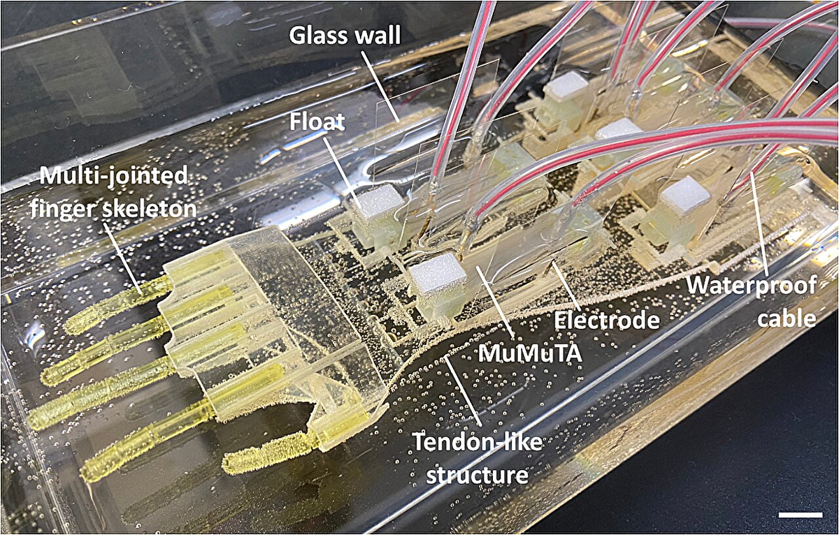 Los actuadores de tejido muscular desarrollados por el equipo japon&eacute;s marcan un hito en la construcci&oacute;n de extremidades cyborg de mayor tama&ntilde;o. Hasta ahora, los dispositivos bioh&iacute;bridos sol&iacute;an limitarse a dimensiones mucho menores, aproximadamente de 1 cent&iacute;metro, o a movimientos m&aacute;s b&aacute;sicos.