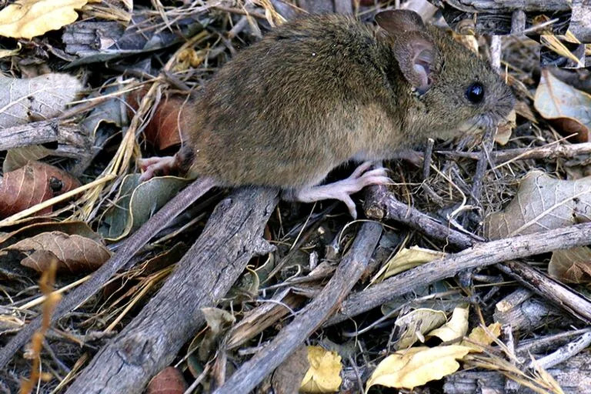 Ratón colilargo, vector del Hantavirus Ratón colilargo, vector del Hantavirus