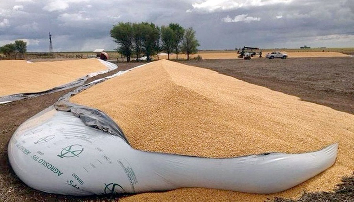 El productor de Argentina vende lo indispensable y guarda el resto en silo bolsas El productor de Argentina vende lo indispensable y guarda el resto en silo bolsas