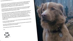 Indy, el perro que la rompe en la película Good Boy, apunta a Hollywood y sueña con ganar el Oscar: ¿podrá la labor de un animal ser reconocida por la Academia?