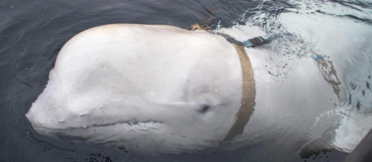 Ballena beluga espía vista en Noruega desde 2019 y recientemente en Suecia Ballena beluga espía vista en Noruega desde 2019 y recientemente en Suecia