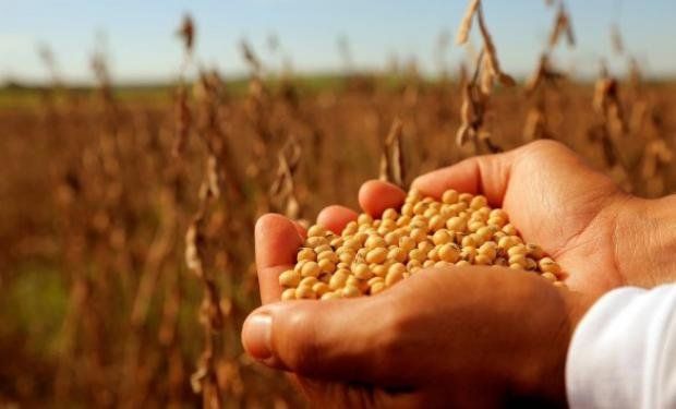 La demorada ley de semilla es clave para el sector