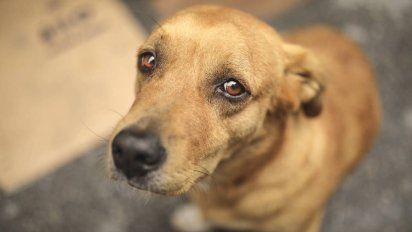 Día Internacional del Animal sin Hogar: No abandonar