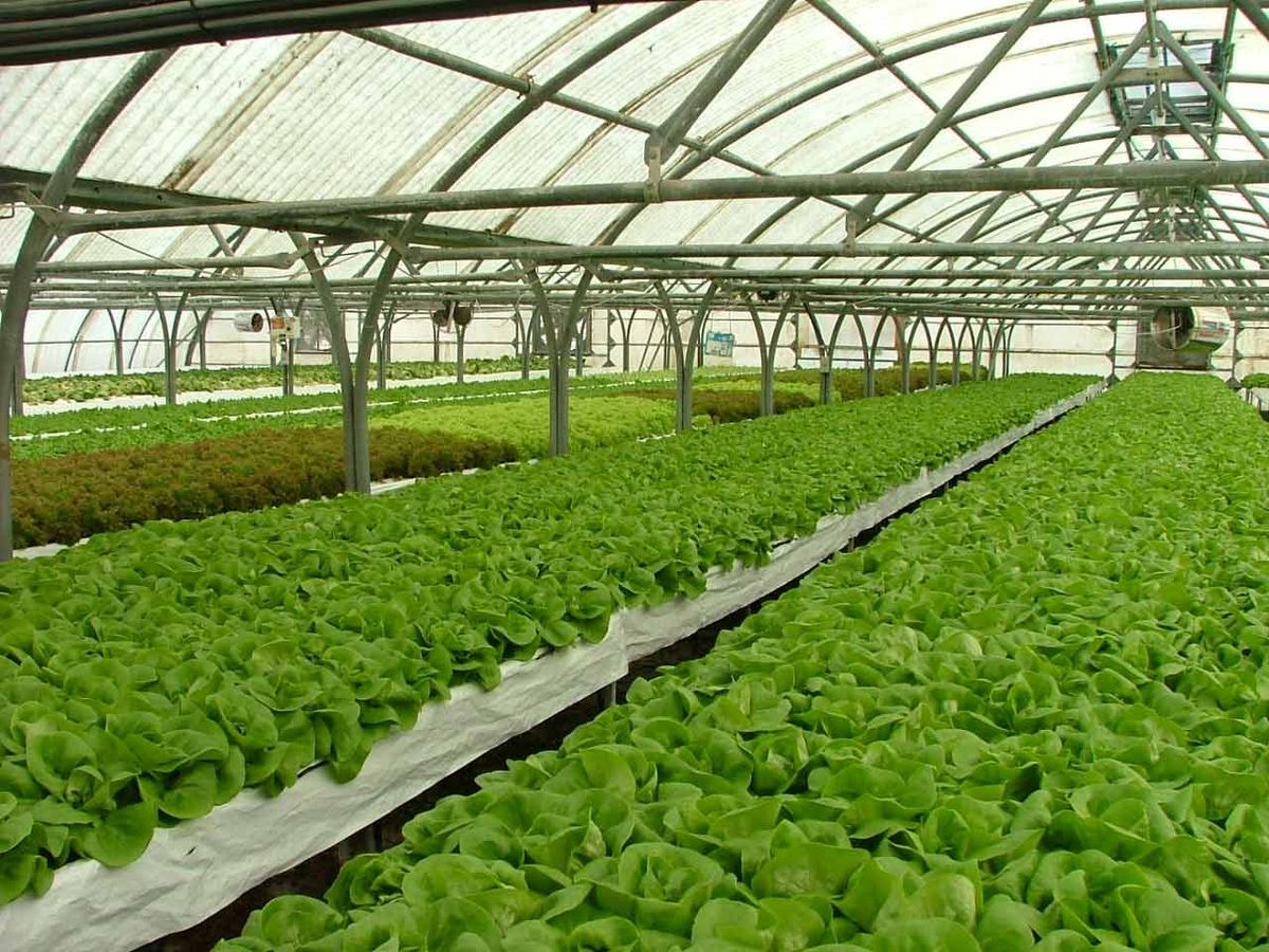 Invernadero de Stanley Growers. Invernadero de Stanley Growers.