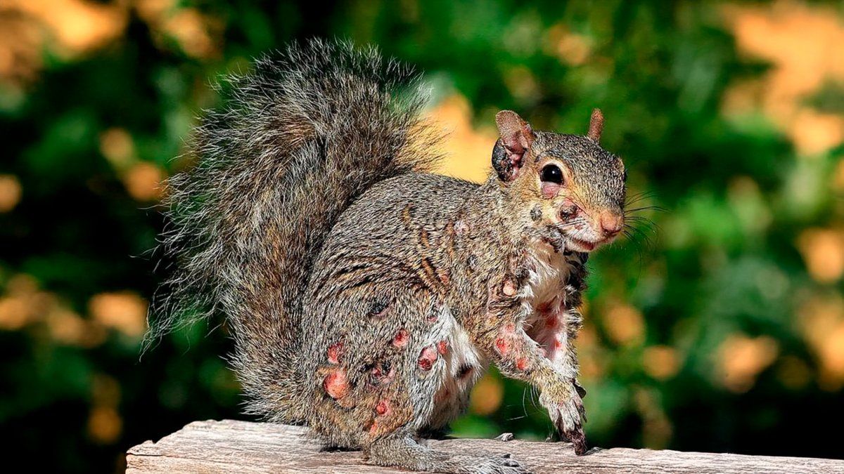 Una ardilla mutante, ¿o algo más?