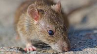 ¿Qué dijo la OMS sobre el hantavirus en crucero? ¿Qué dijo la OMS sobre el hantavirus en crucero?