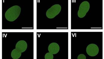 1era célula creada desde cero sacude a la ciencia: Cómo lo hicieron los científicos. 1era célula creada desde cero sacude a la ciencia: Cómo lo hicieron los científicos.