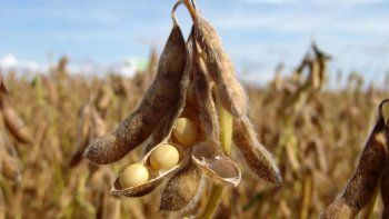 campo en alerta: la soja marca su valor mas bajo en 18 anos campo en alerta: la soja marca su valor mas bajo en 18 anos