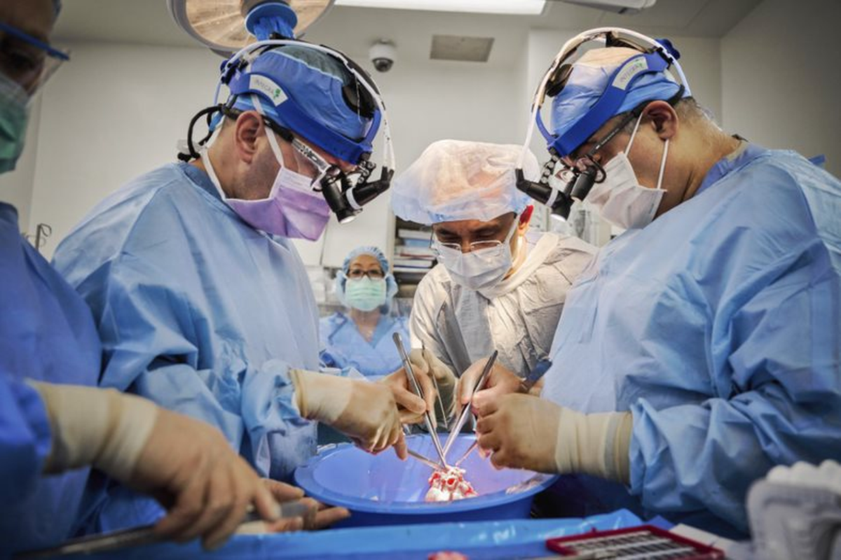 Resultaron exitosos 2 nuevos trasplantes de corazón de cerdo a humanos