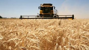 Alerta amarilla en la molinería: Falta trigo que sirva para hacer pan