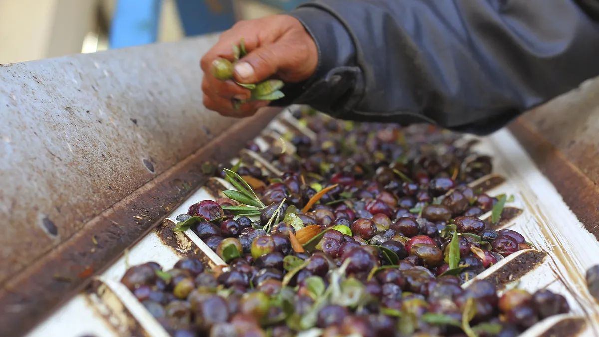 Biocombustibles con residuos de aceituna: La apuesta que puede llegar a Argentina.