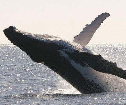 Siete ballenas francas australes aparecieron muertas en la costa de Puerto Madryn en pocos días. Los investigadores intentan determinar las causas.