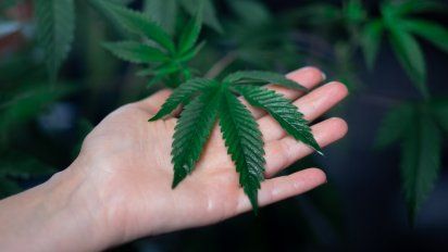 Compuestos del cannabis podrían prevenir el COVID: Estudio