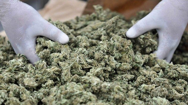 Marihuana fuera de control