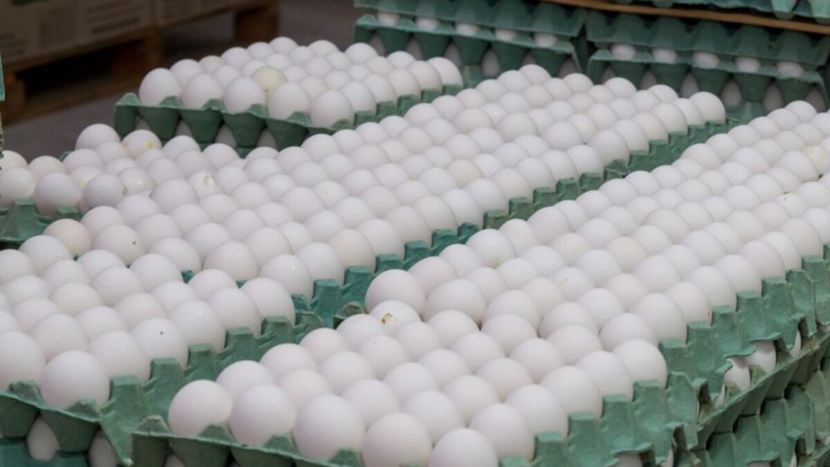 Los Bancos de Alimentos Argentina y CAPIA firmarán un acuerdo para la donación de 700.000 huevos en todo el país. Los Bancos de Alimentos Argentina y CAPIA firmarán un acuerdo para la donación de 700.000 huevos en todo el país.