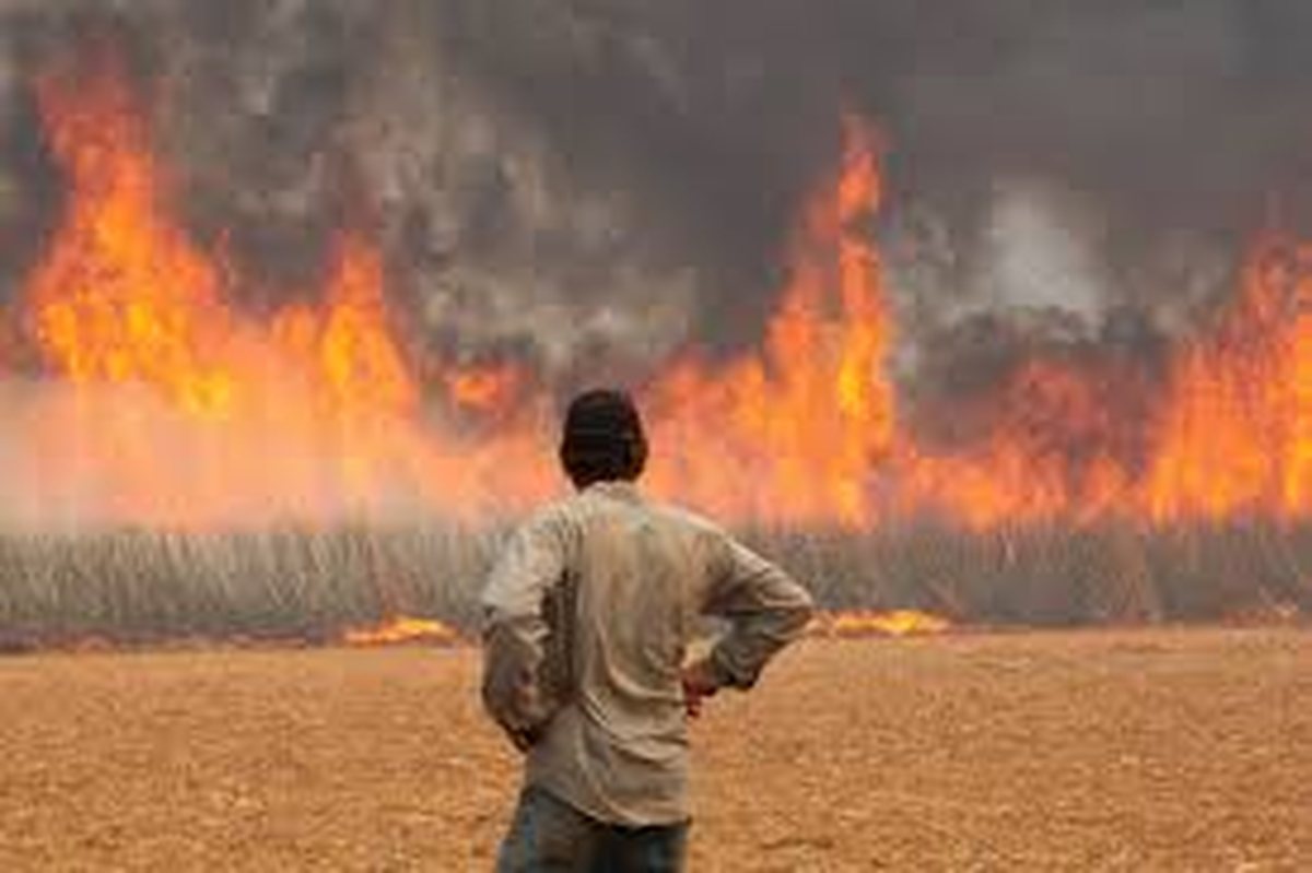 7 millones de hectáreas en Brasil, con incendios. 7 millones de hectáreas en Brasil, con incendios.