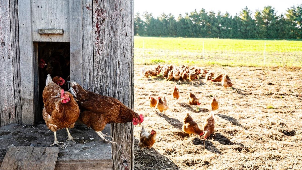Gallinero, un problema para cualquier planificación aún de Tomas Figueroa.