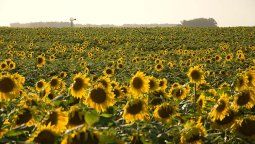 altText(El girasol pica en punta en el campo y apunta a récord en dos décadas)}