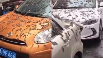 Qué es la Lluvia de Gusanos: ¿Real o ficción?