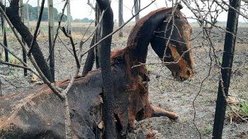 Escándalo nacional por la inoperancia del gabinete de Alberto Fernández hasta para los incendios. Escándalo nacional por la inoperancia del gabinete de Alberto Fernández hasta para los incendios.