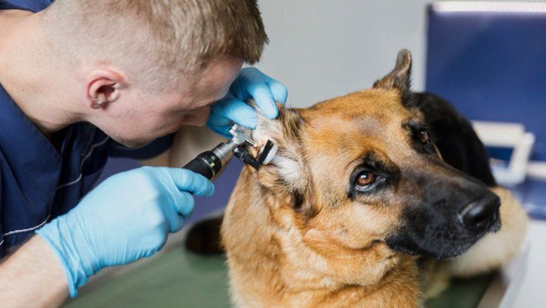 Senasa cambia reglas para veterinarios y trabajadores de sanidad animal