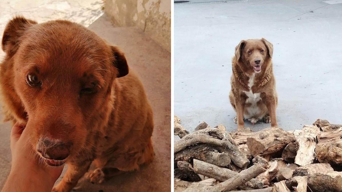 Bobi, un genio que cada vez araña más y más lo imposible en términos de vida.