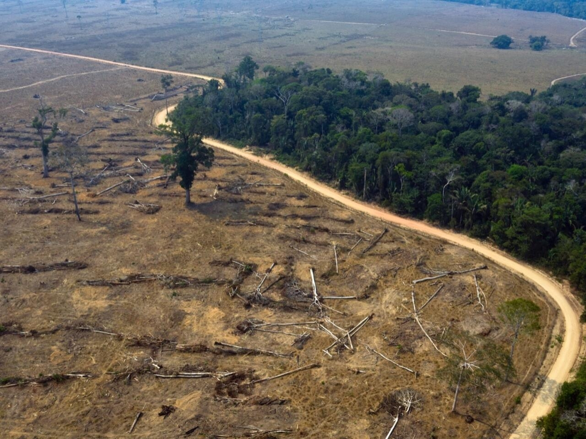 Alto riesgo en Brasil por eventual salto de virus de murci&eacute;lagos a humanos tras la excesiva desforestaci&oacute;n y destrucci&oacute;n de la vida silvestre en la selva tropical.